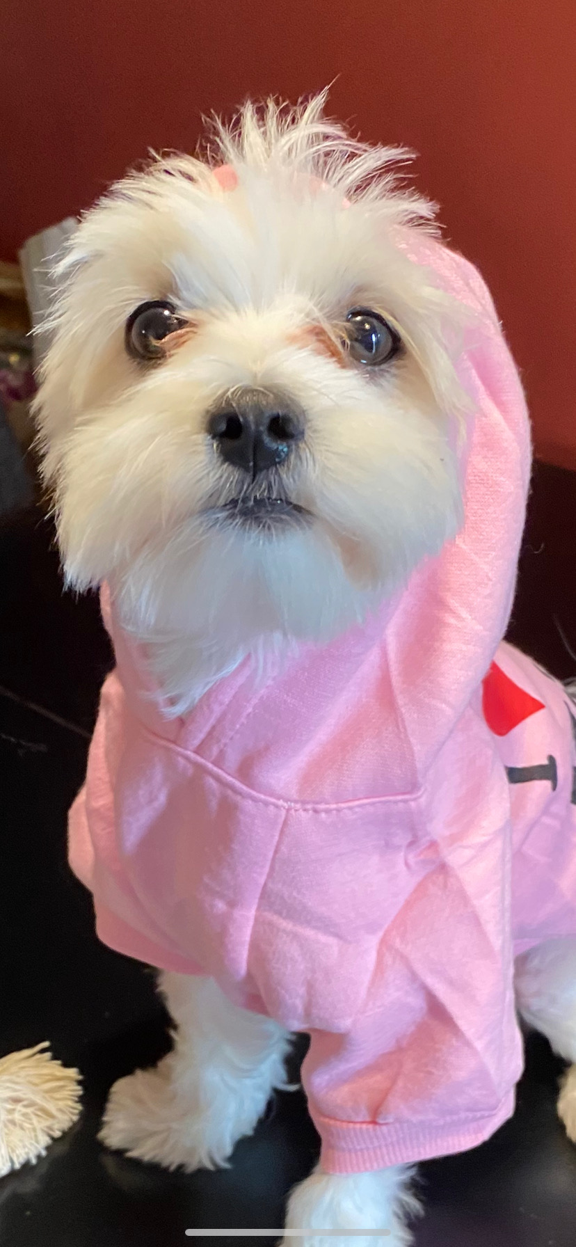 Maltese Pup Being Cute