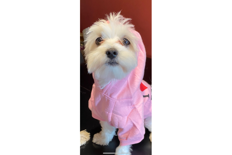 Maltese Pup Being Cute
