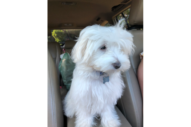 Maltese Puppy for Adoption