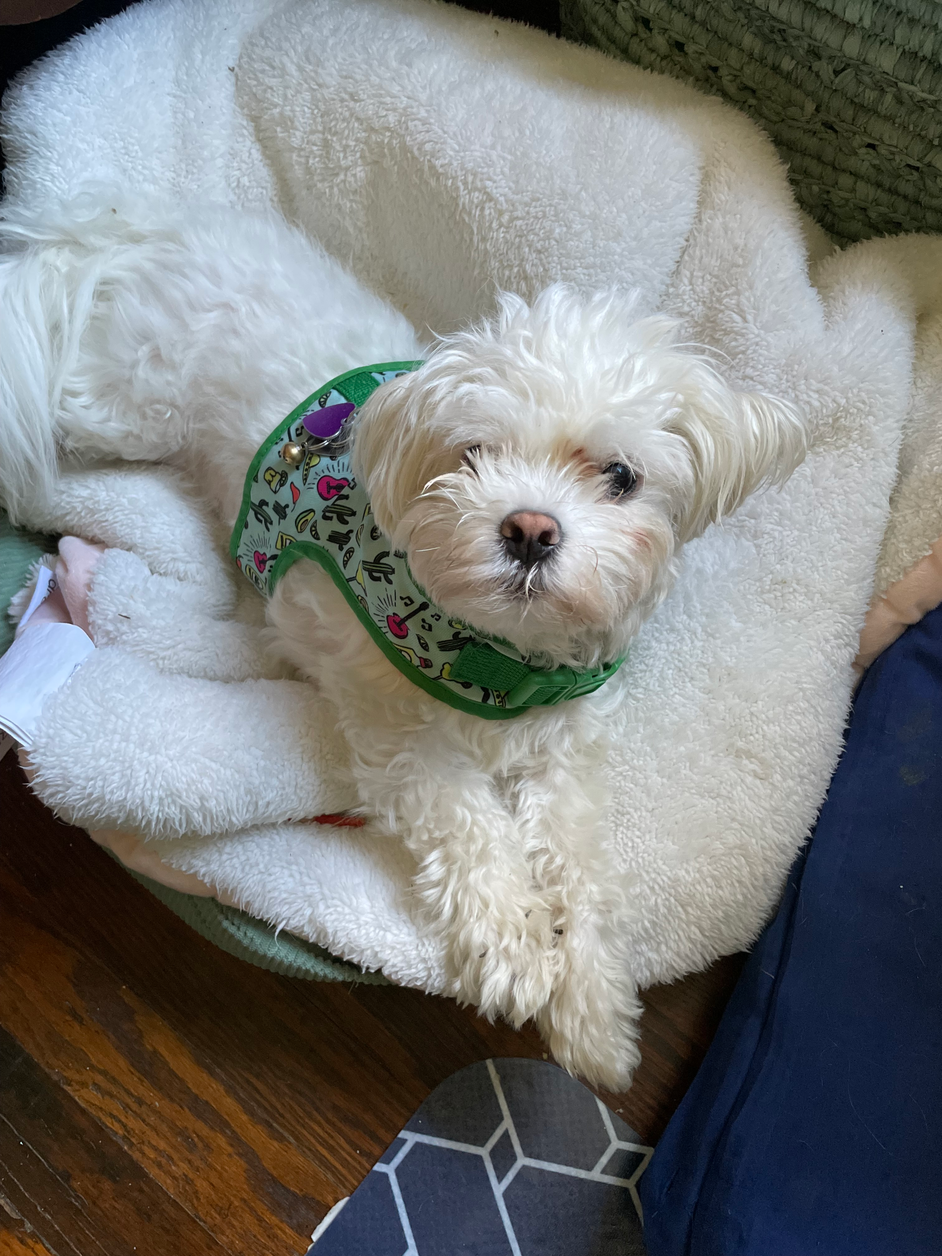 Maltese Pup Being Cute