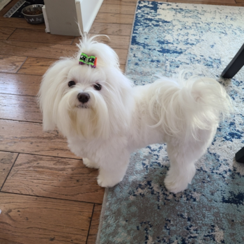 Energetic Maltese Pup in Ashland OH
