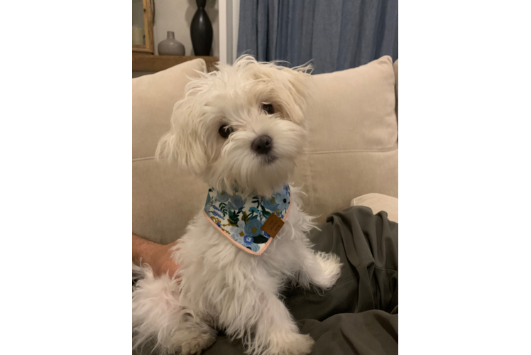Maltese Puppy for Adoption