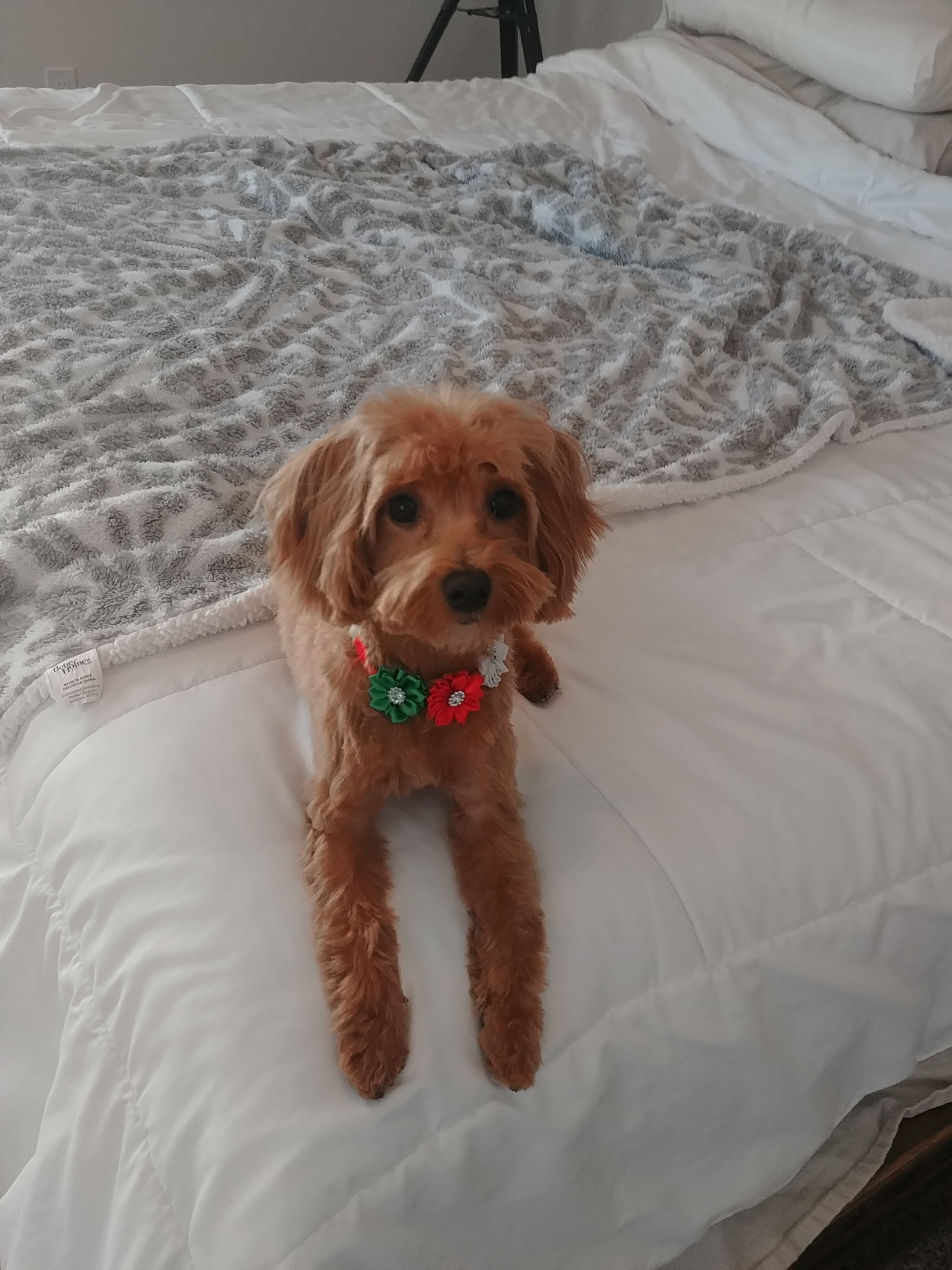 Best Maltipoo Baby
