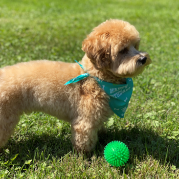 Fly Creek Maltipoo Pup