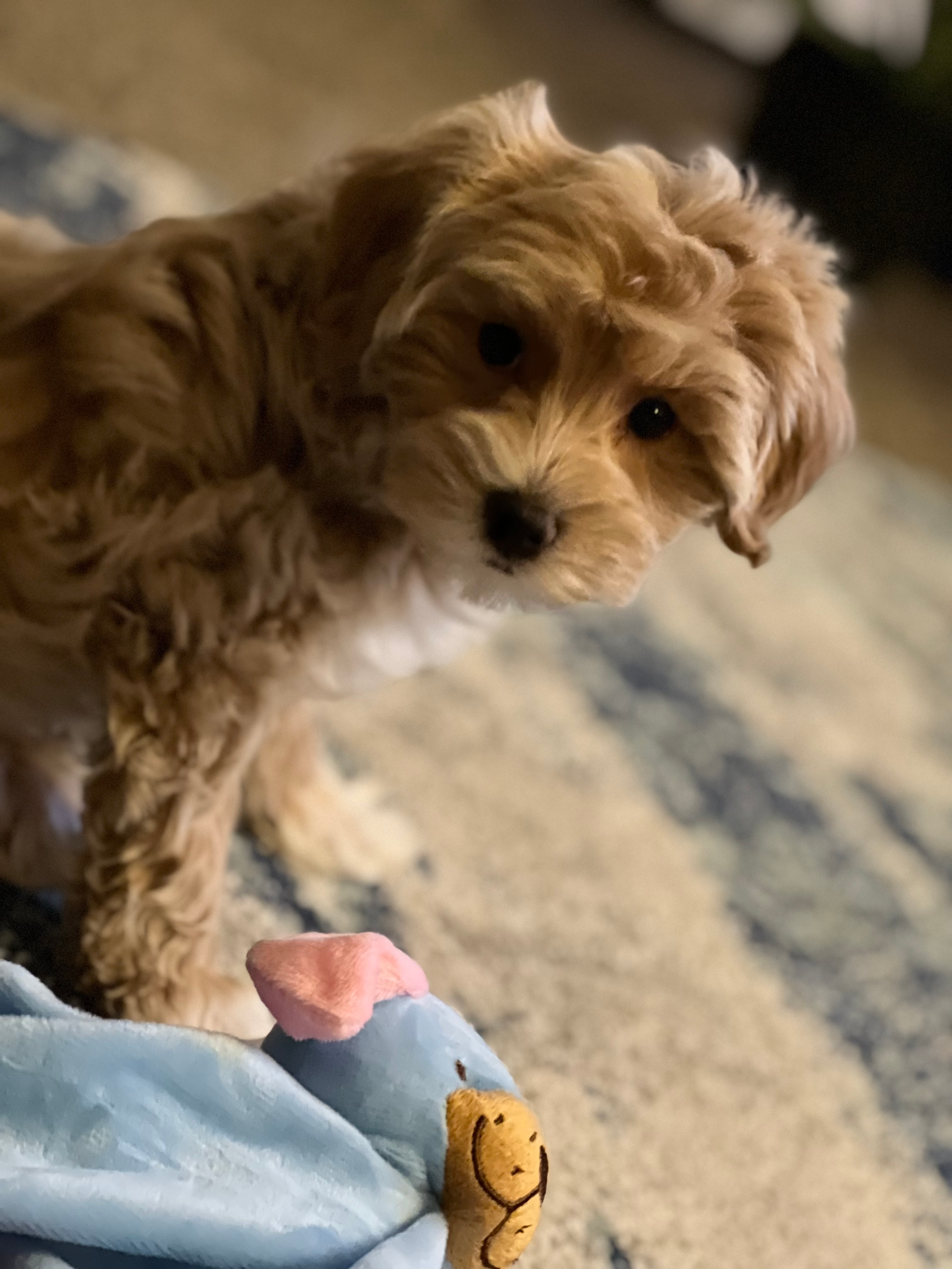 Maltipoo Pup Being Cute