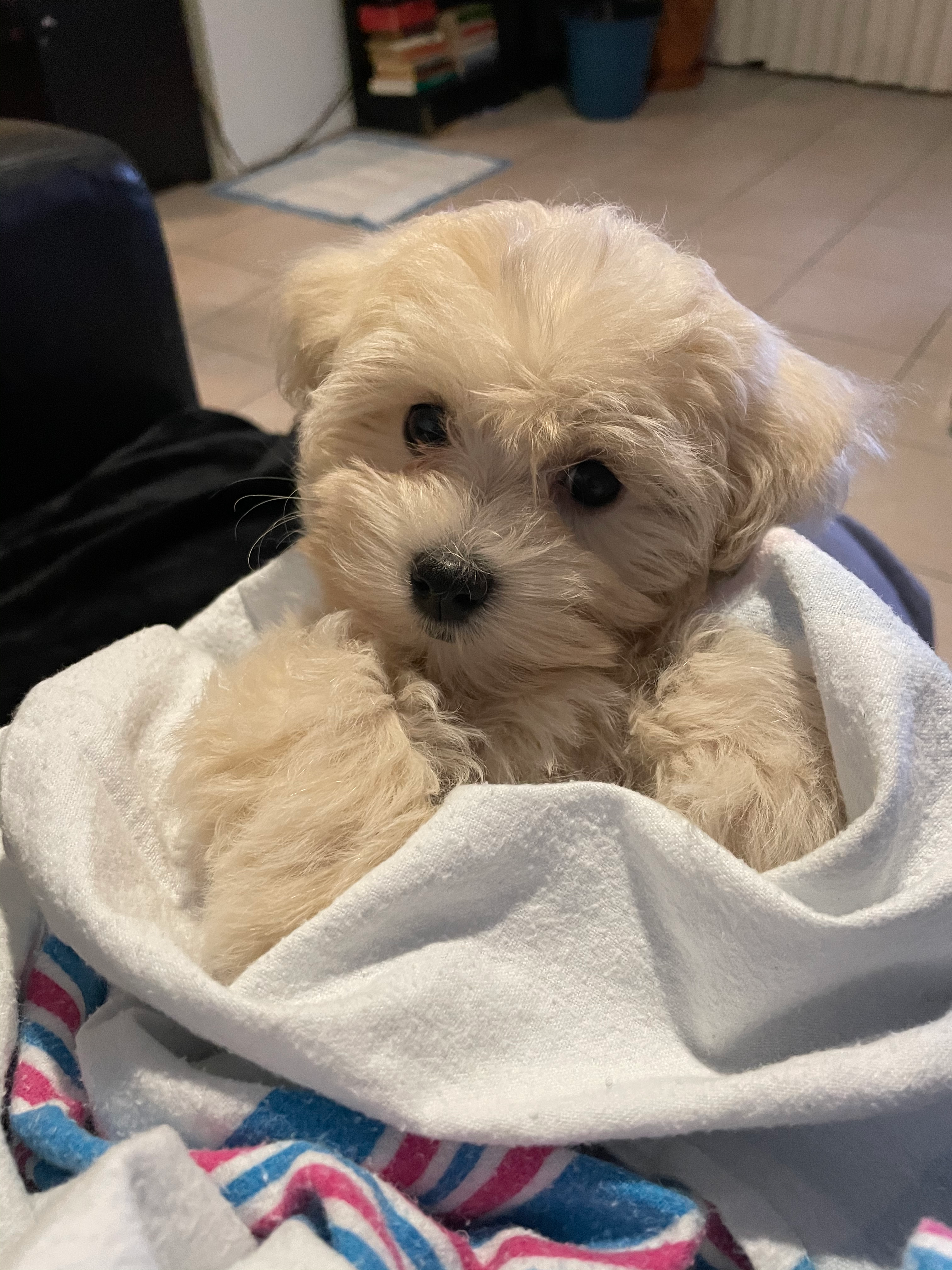 Fluffy Maltipoo Poodle Mix Pup
