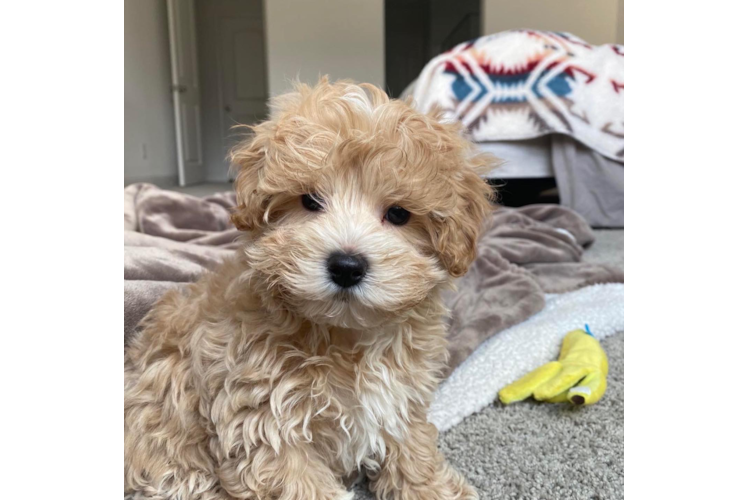 Maltipoo Pup Being Cute