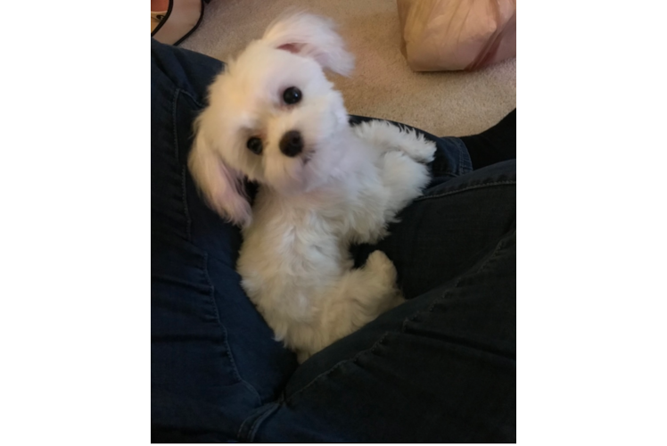 Little Maltese Purebred Pup