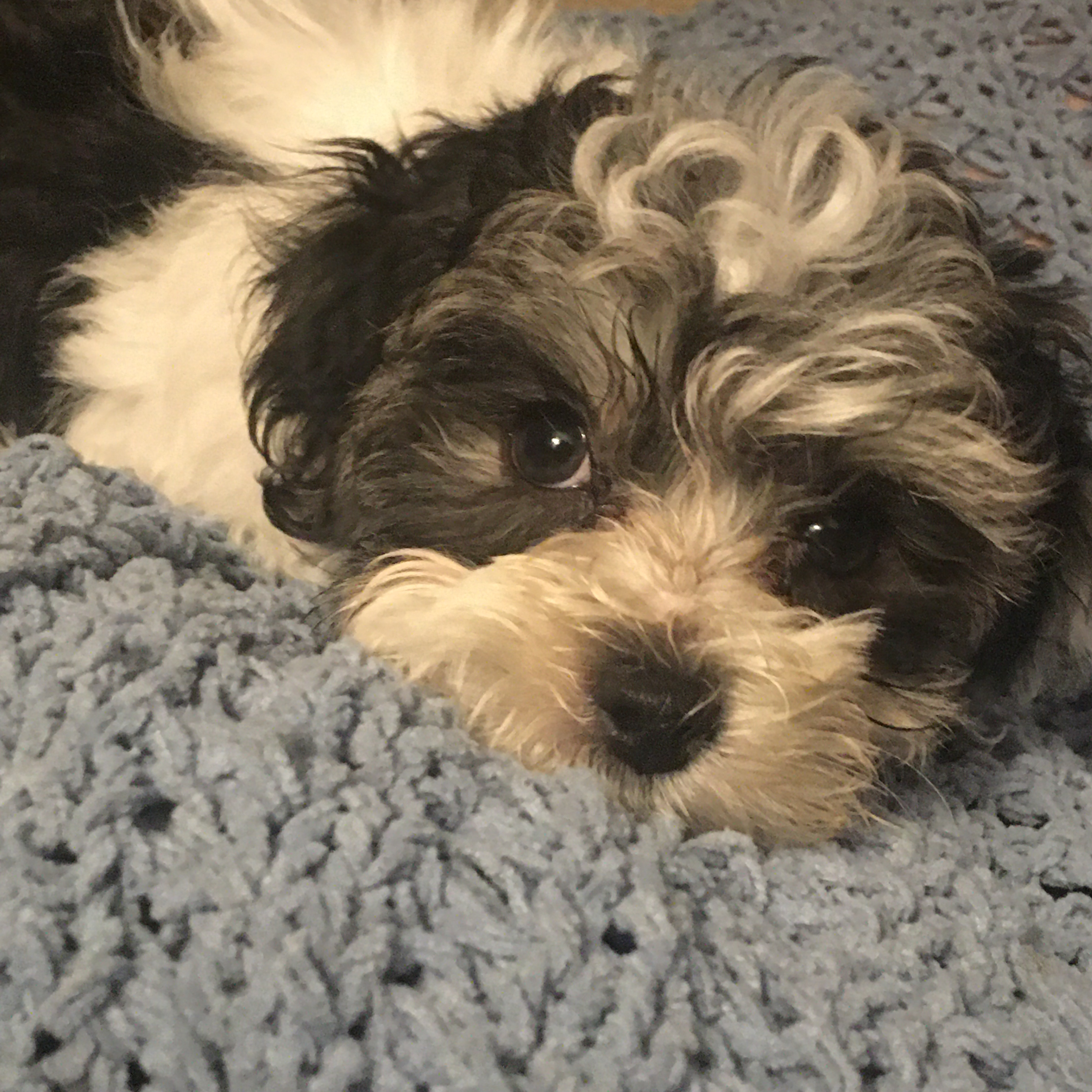 Small Maltipoo Baby