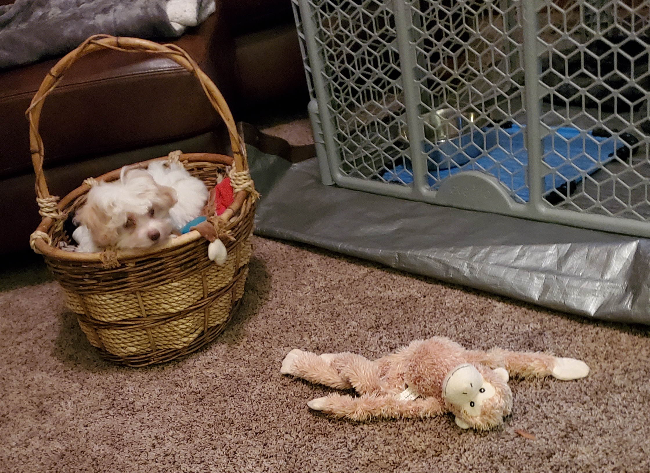 Energetic Maltese Poodle Poodle Mix Puppy