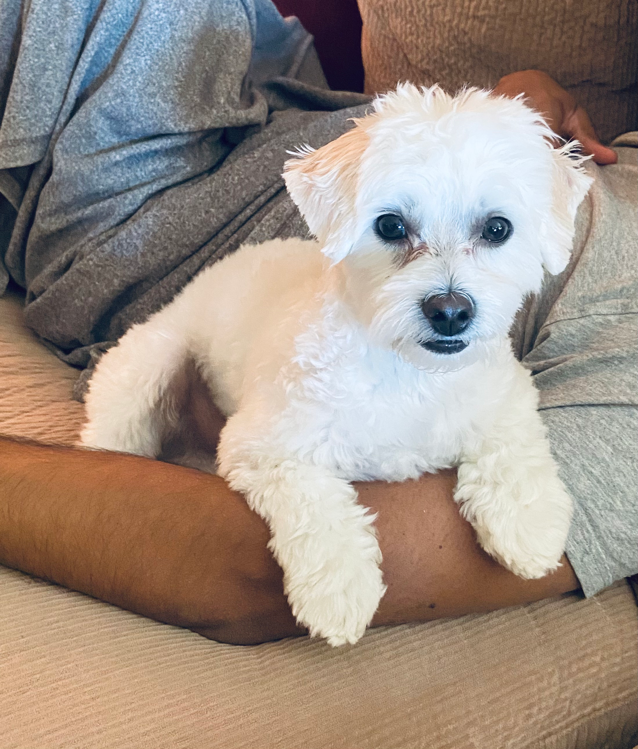 Energetic Maltepoo Poodle Mix Puppy