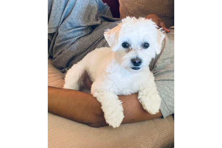 Energetic Maltepoo Poodle Mix Puppy