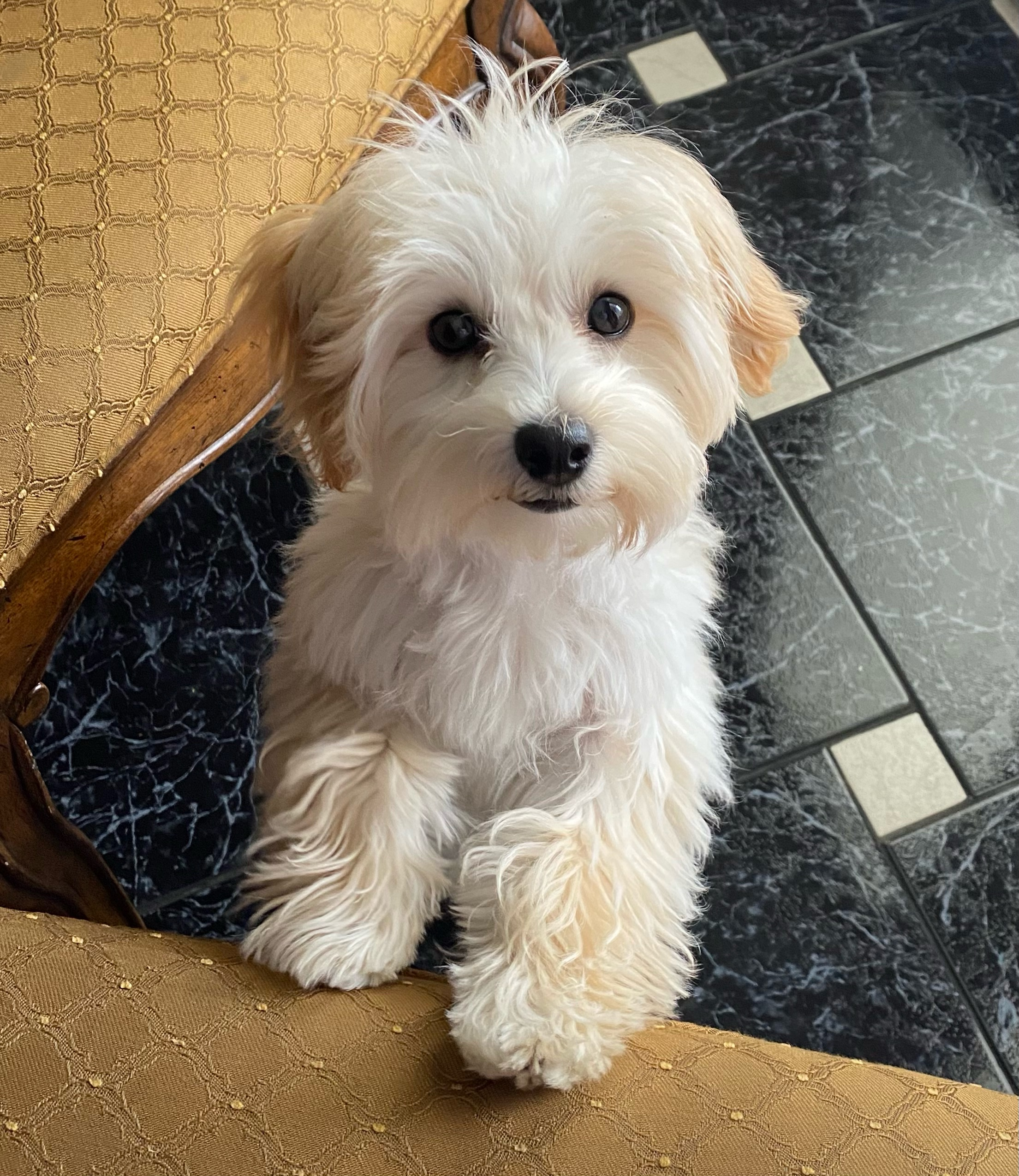 Smart Maltipoo Poodle Mix Pup
