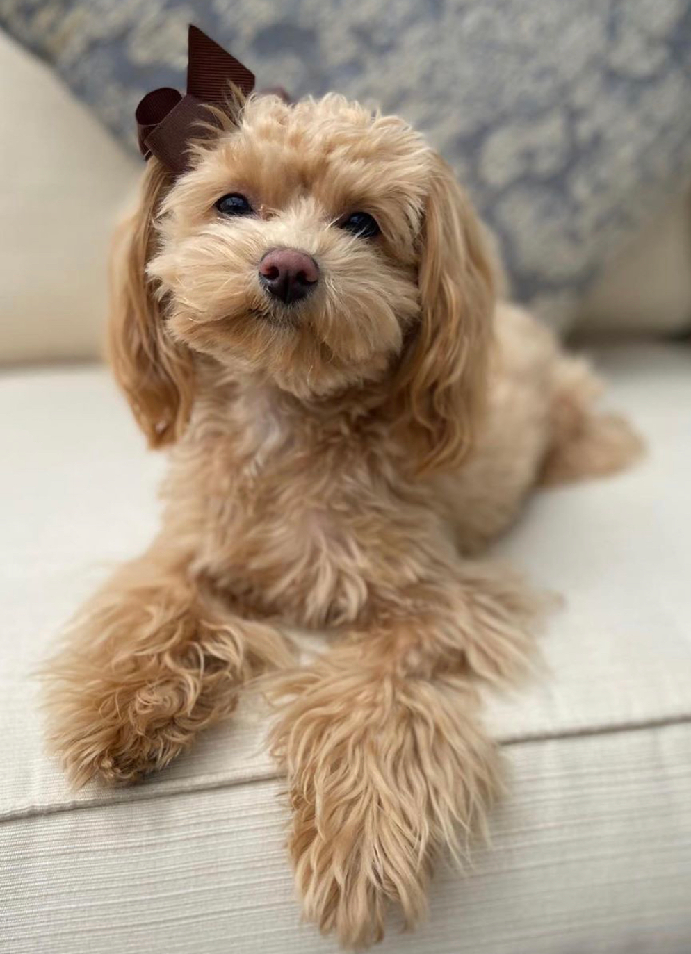 Maltipoo Pup Being Cute