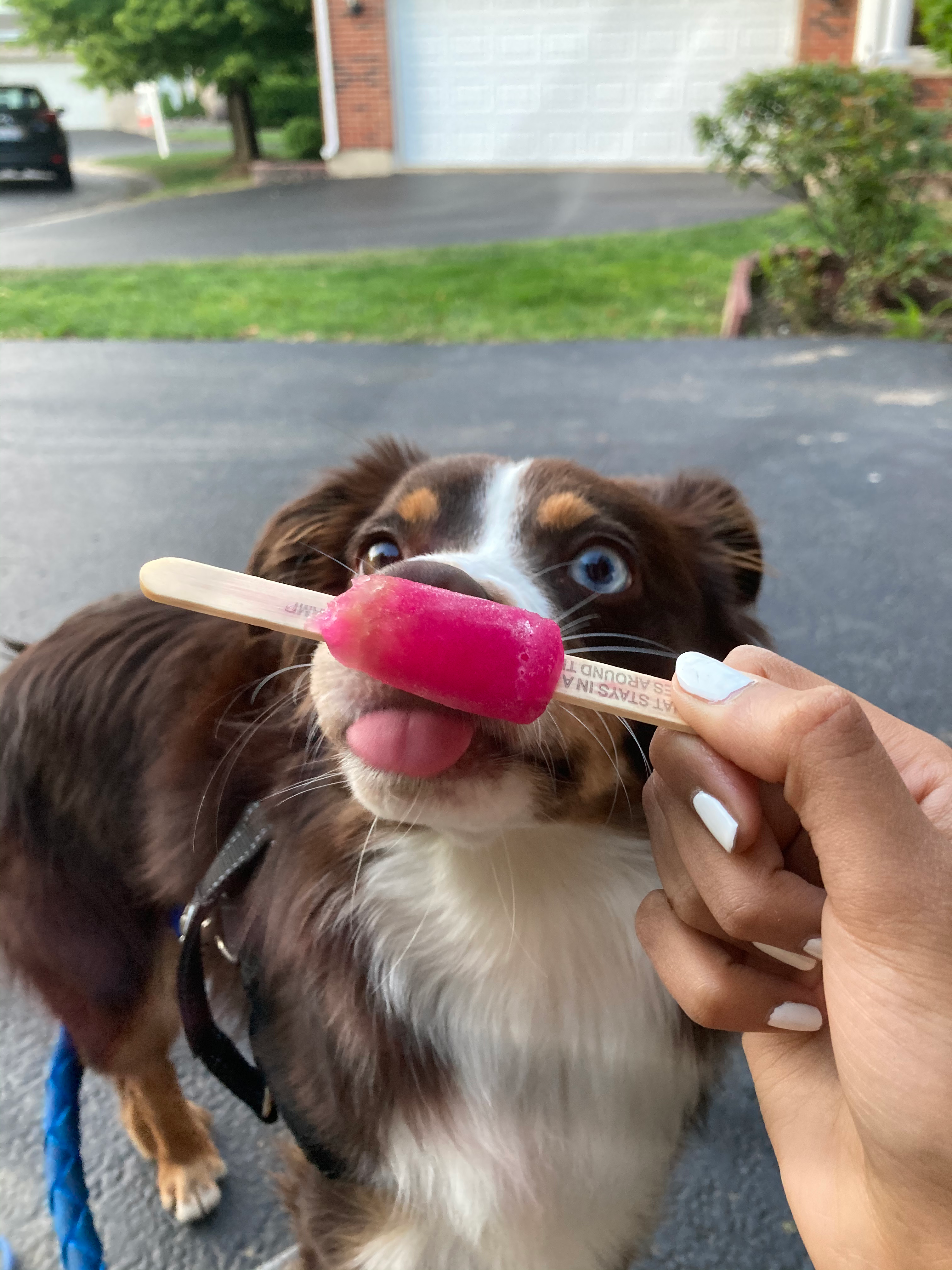 Friendly Mini Aussie Baby