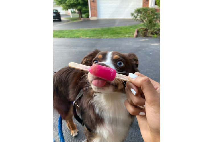 Friendly Mini Aussie Baby