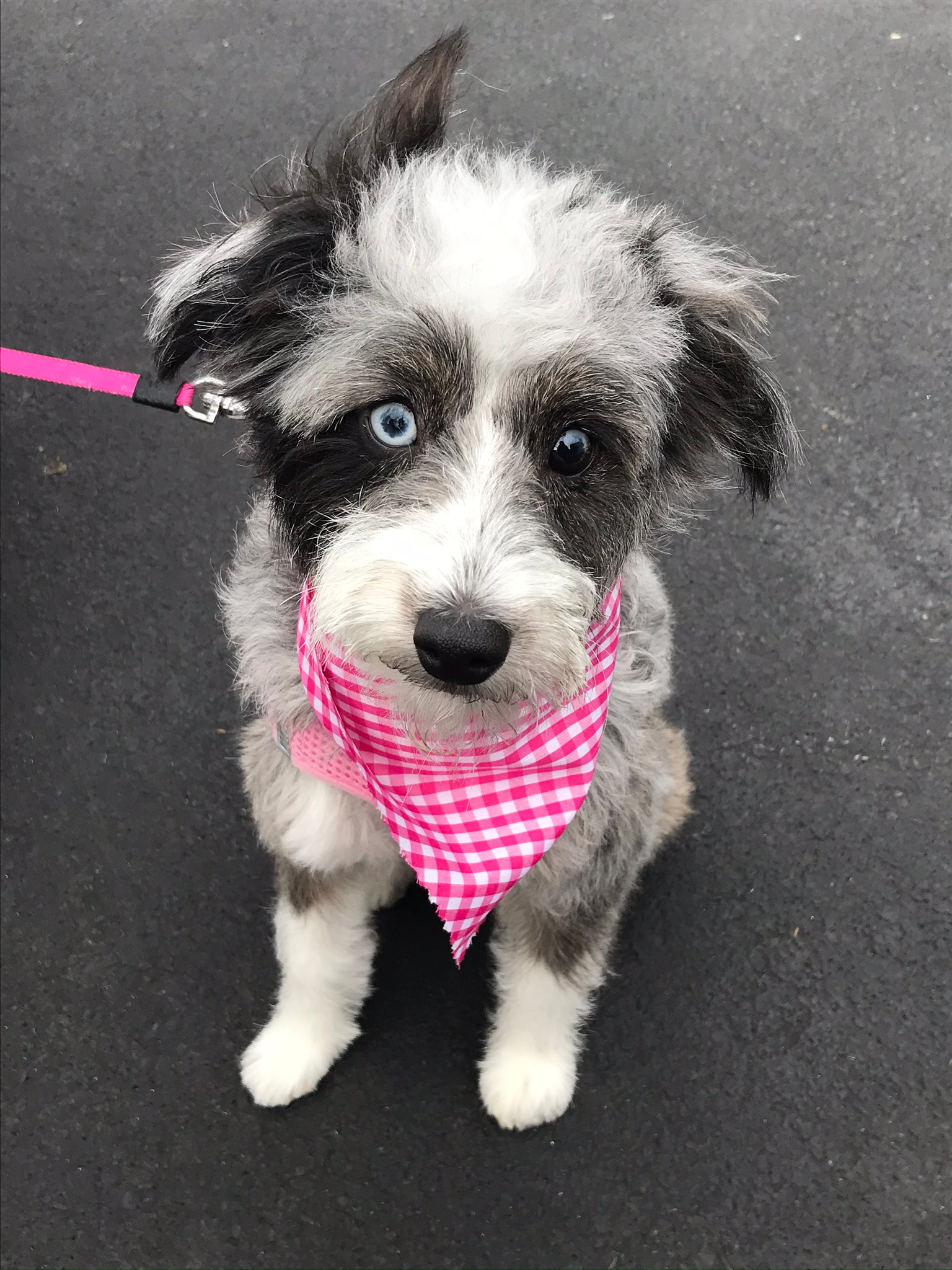 Mini Aussiedoodle Puppy for Adoption
