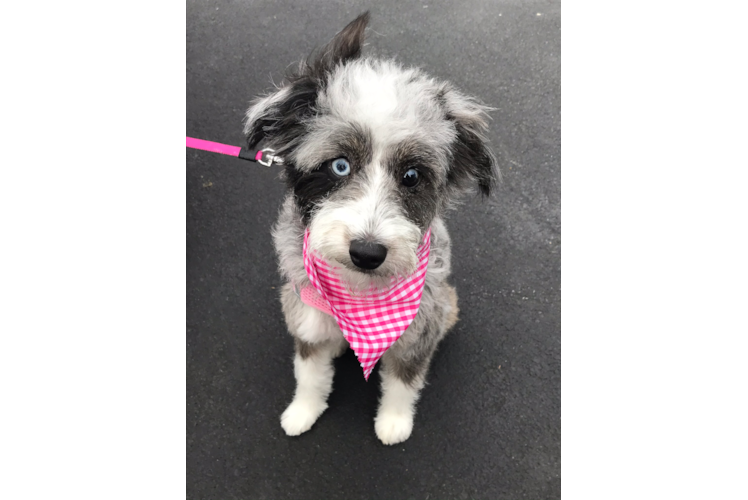 Mini Aussiedoodle Puppy for Adoption