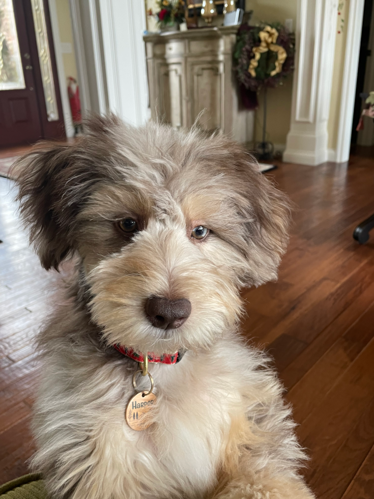 Happy Mini Aussiedoodle Pup