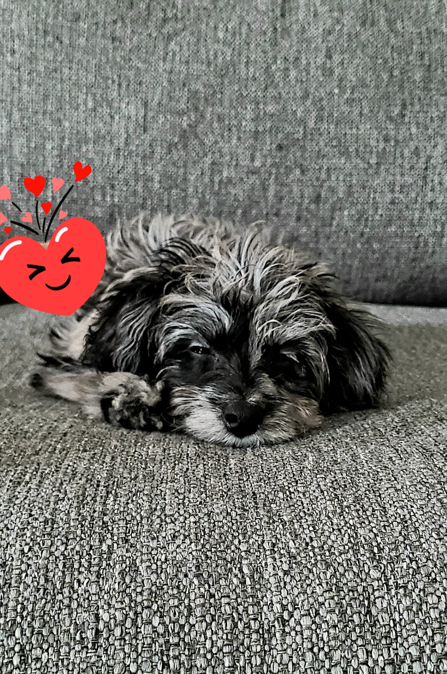 Sweet Mini Aussiedoodle Baby