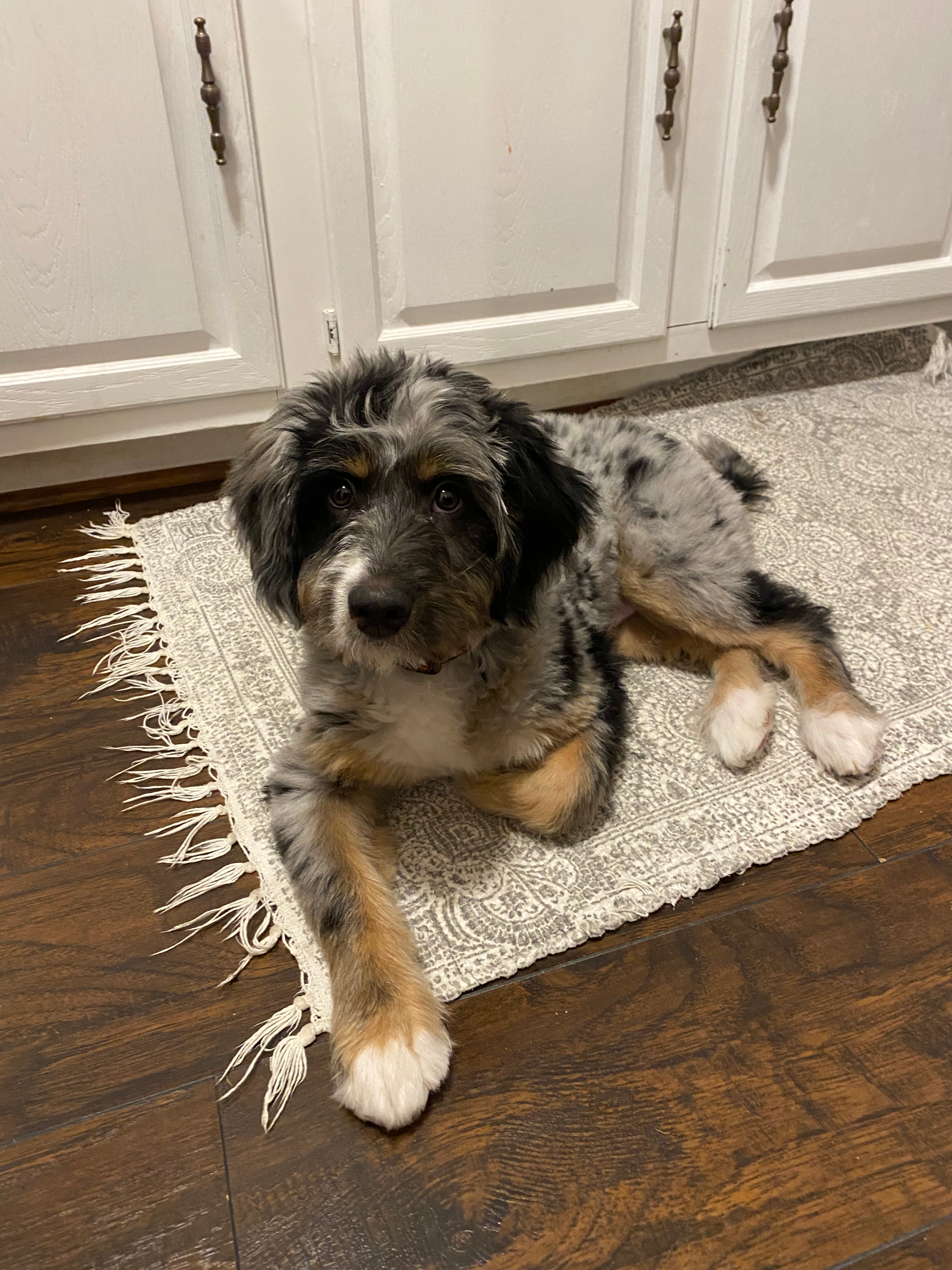 Popular Mini Bernedoodle Poodle Mix Pup