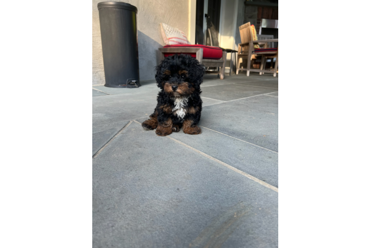Adorable Bernadoodle Poodle Mix Puppy