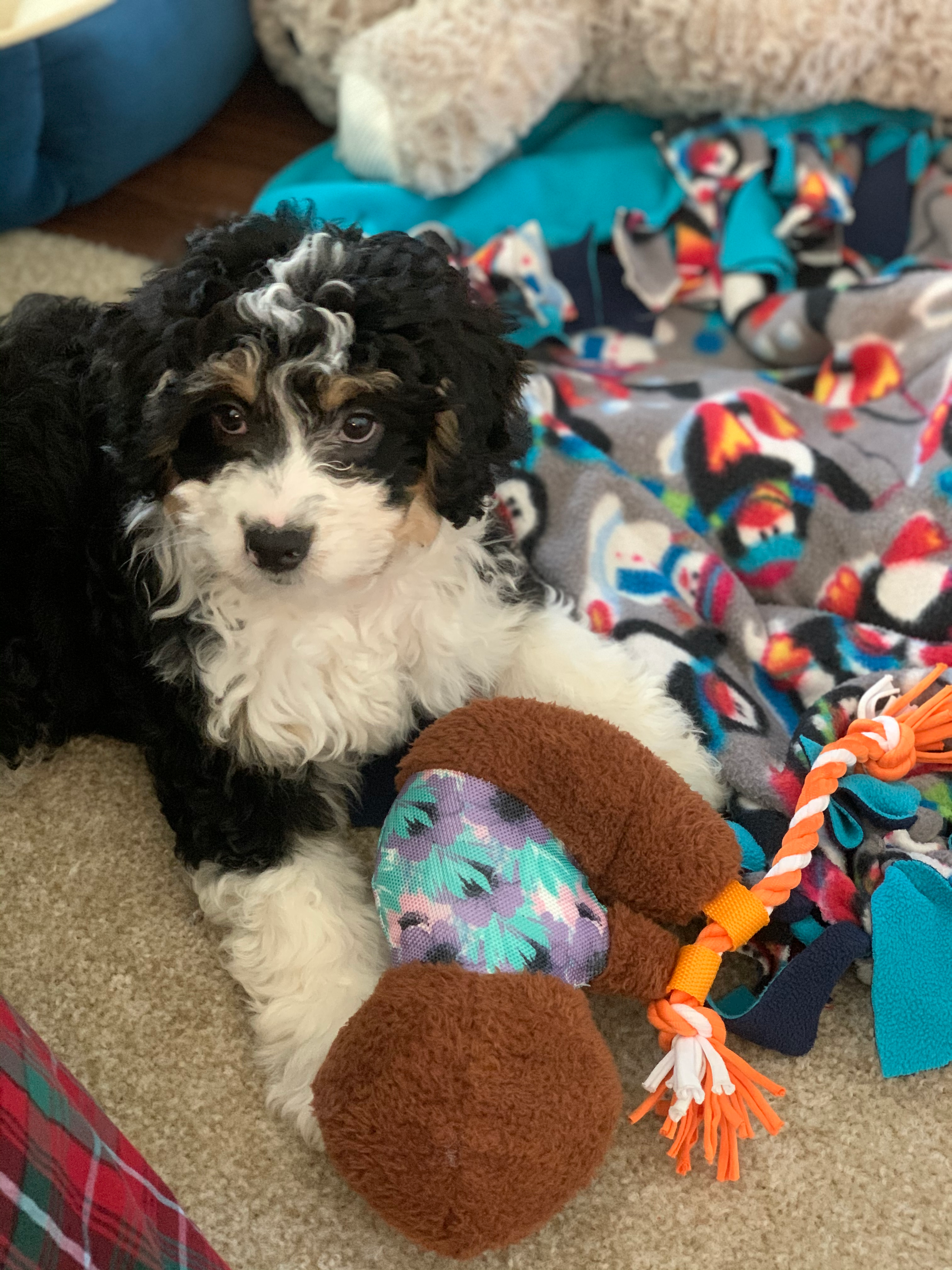 Small Mini Bernedoodle Baby