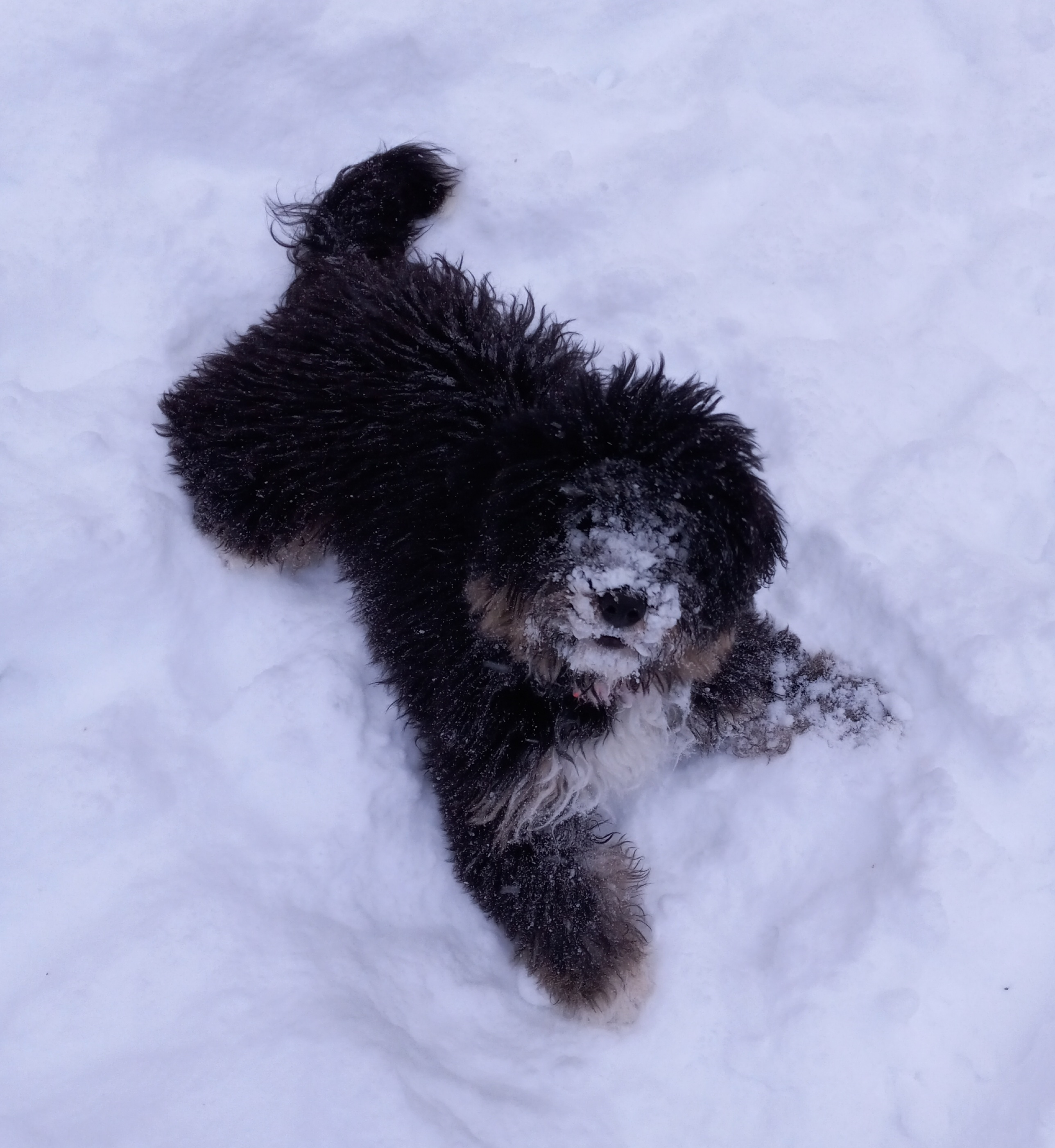 Mini Bernedoodle Puppy for Adoption