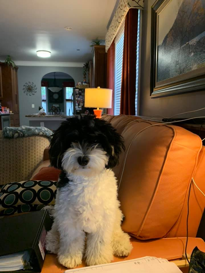 Best Mini Bernedoodle Baby
