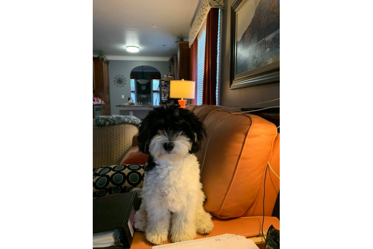 Best Mini Bernedoodle Baby