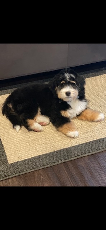 Playful Mini Berniedoodle Poodle Mix Pup