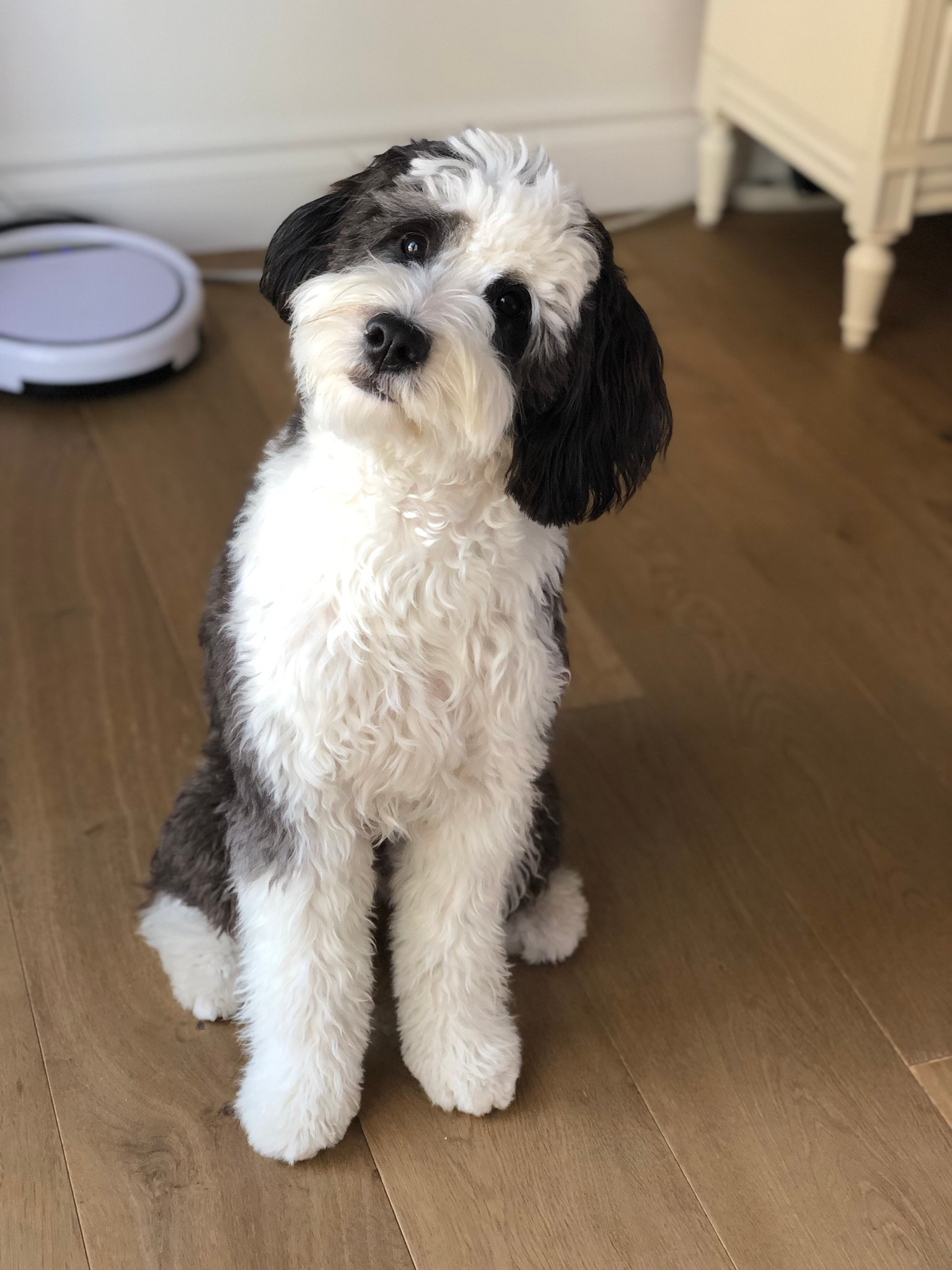 Mini Bernedoodle Puppy for Adoption
