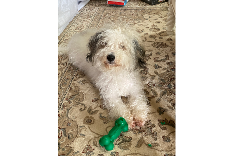 Smart Mini Bernedoodle Poodle Mix Pup