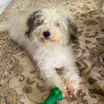 Mini Bernedoodle Being Cute