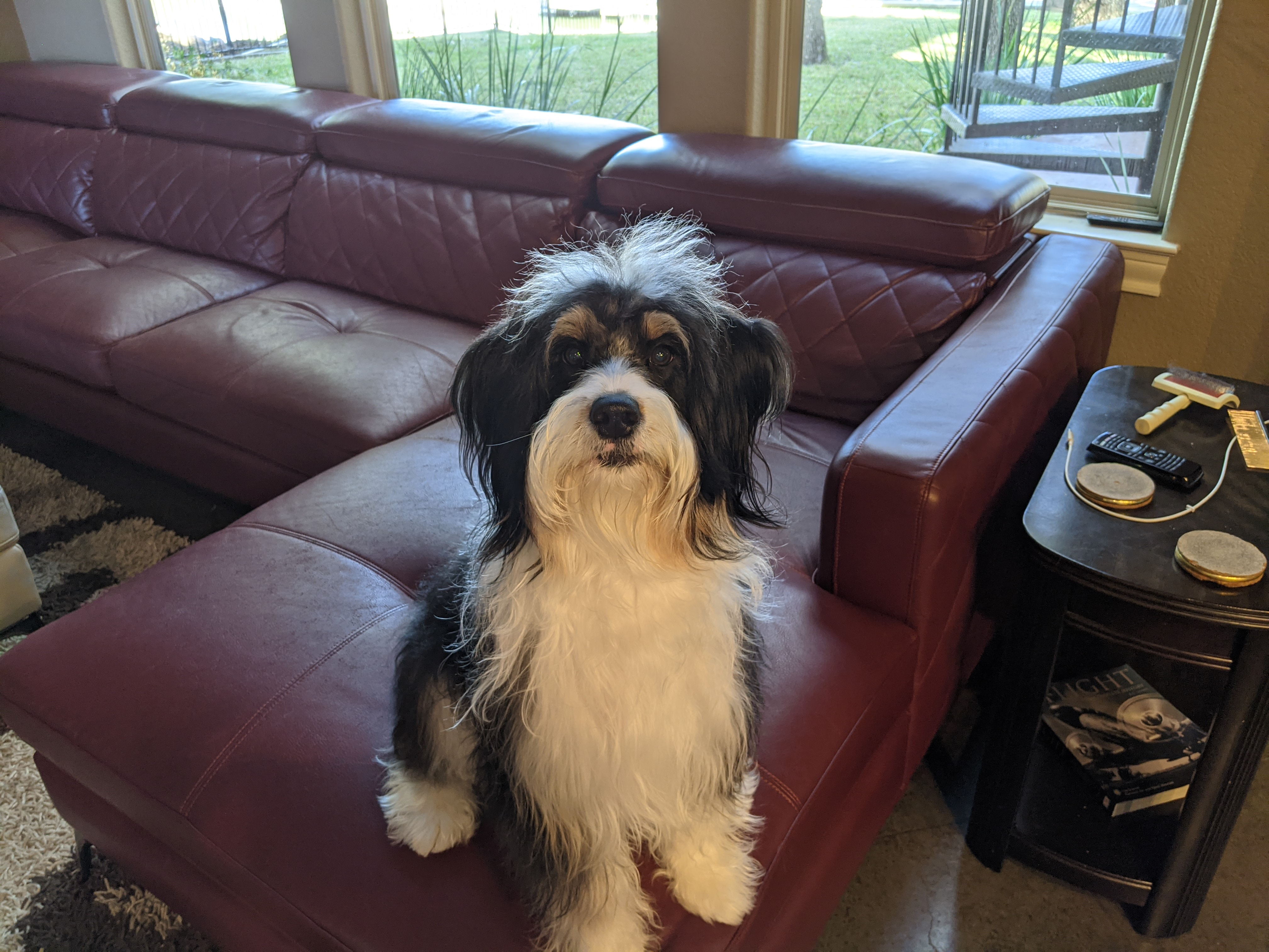 Small Mini Bernedoodle Baby