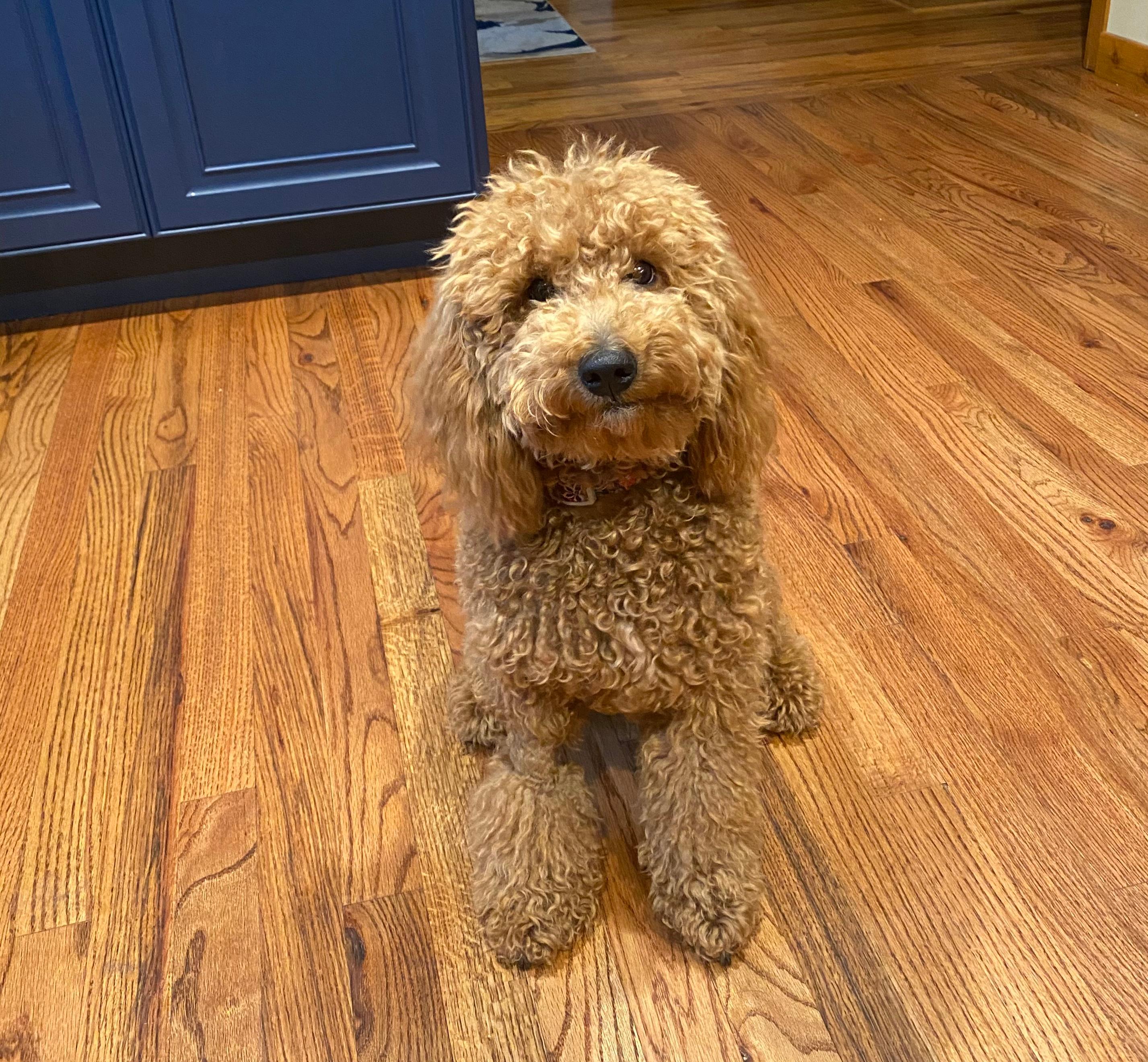 Fluffy Mini Goldendoodle Poodle Mix Pup