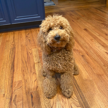Playful Golden Retriever Poodle Mix Pup