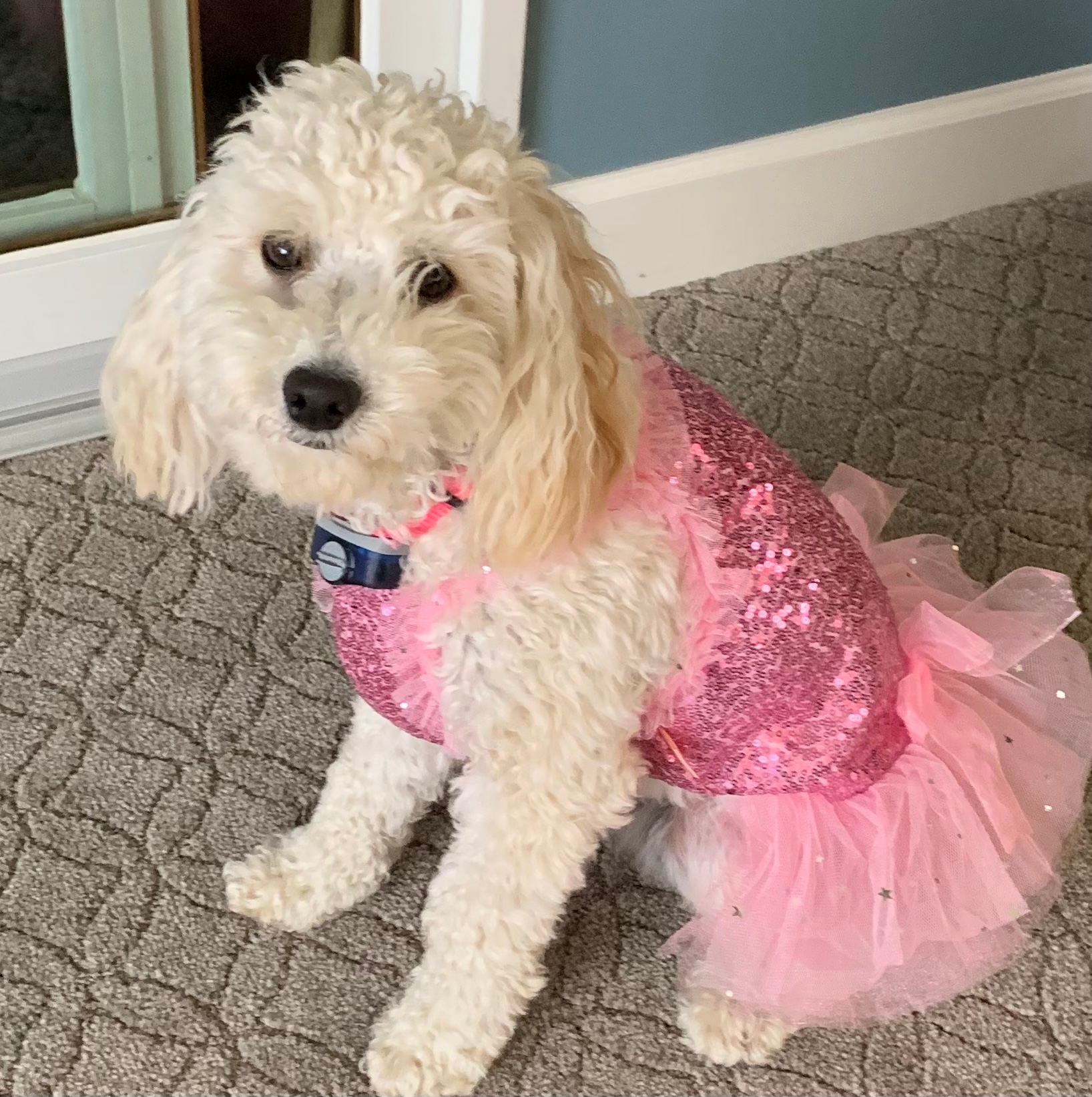 Petite Mini Goldendoodle Poodle Mix Pup