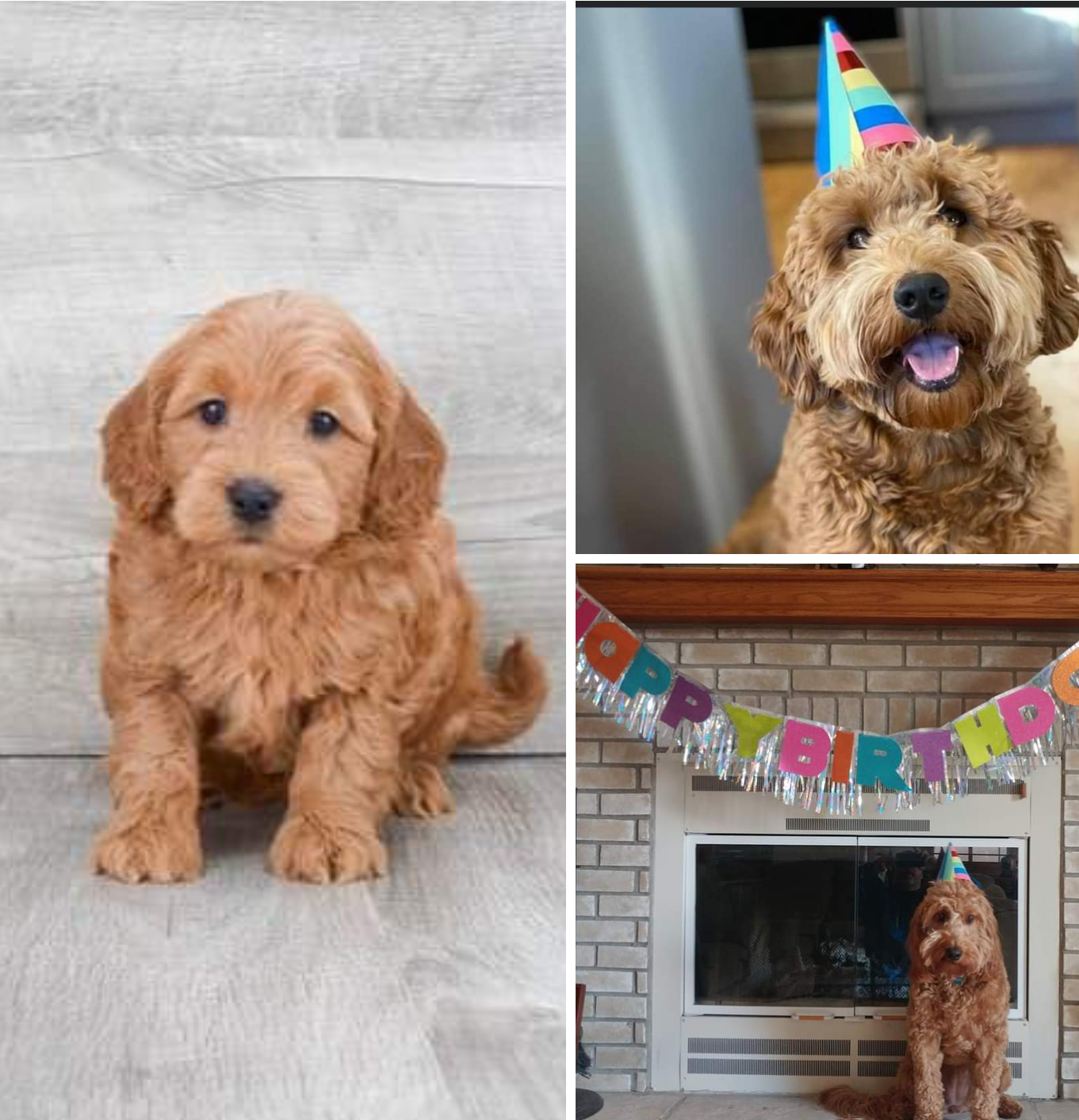 Energetic Golden Retriever Poodle Mix Puppy