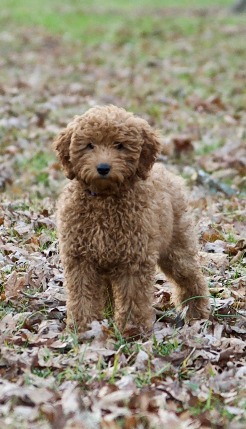 Friendly Mini Goldendoodle Baby