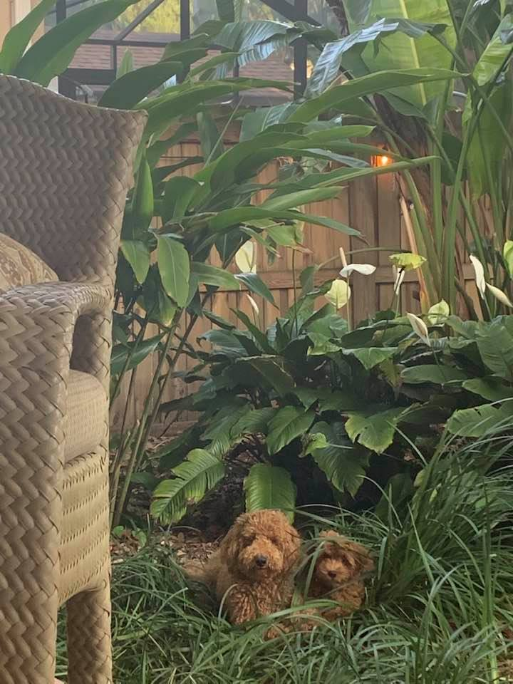 Energetic Golden Retriever Poodle Mix Puppy