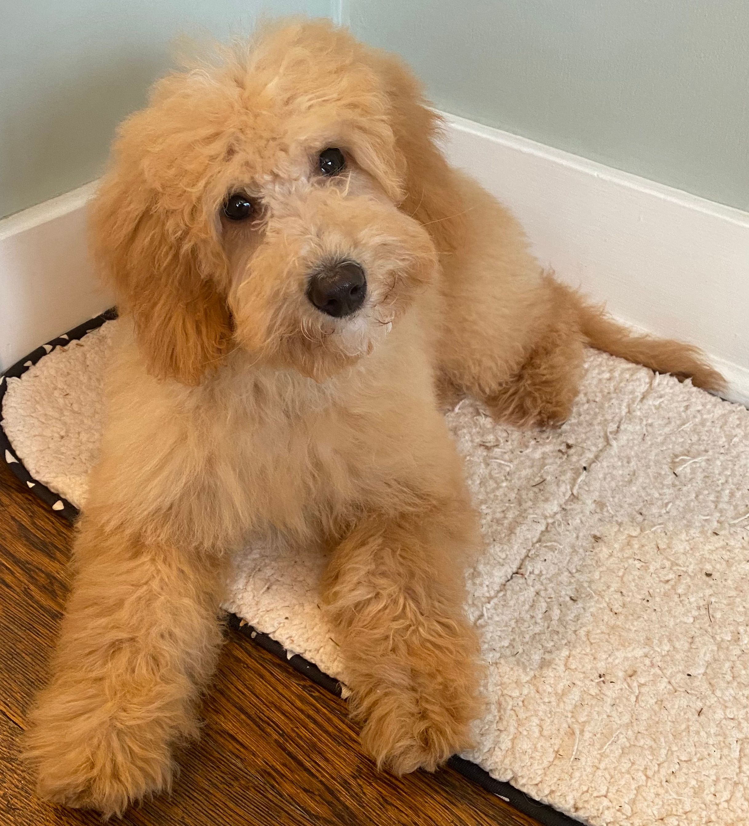 Small Mini Goldendoodle Baby