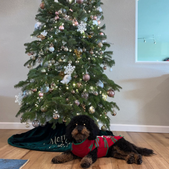 Mini Goldendoodle Being Cute