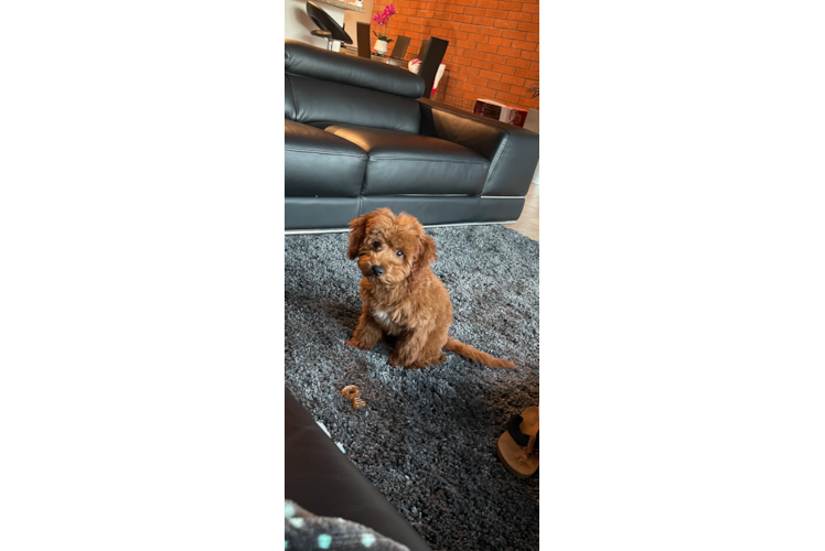 Happy Mini Goldendoodle Baby