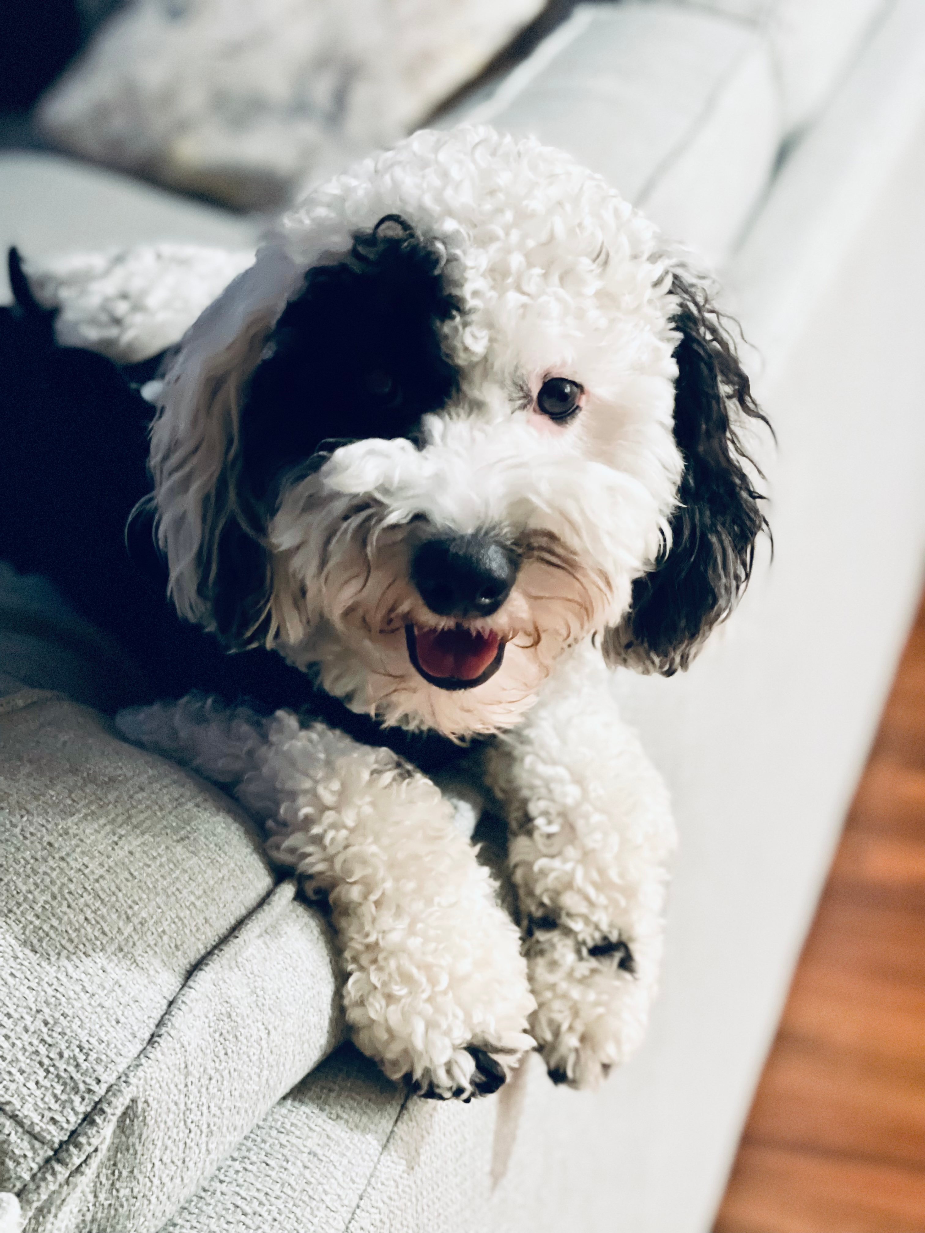 Fluffy Mini Goldendoodle Poodle Mix Pup