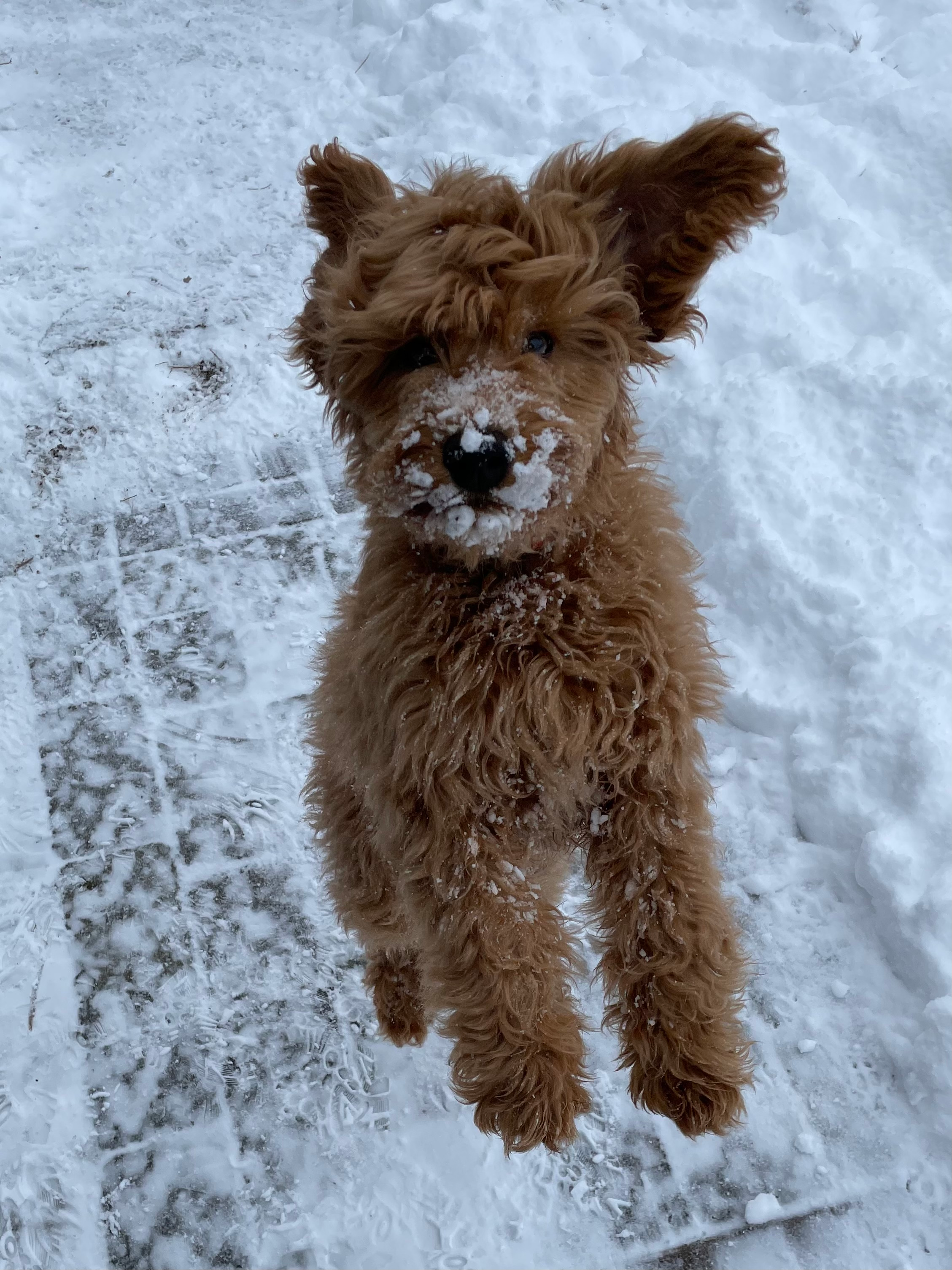 Funny Mini Goldendoodle Poodle Mix Pup