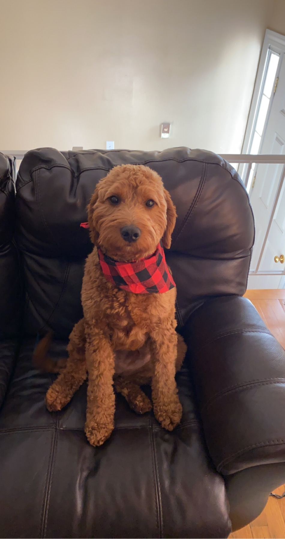 Popular Mini Goldendoodle Poodle Mix Pup