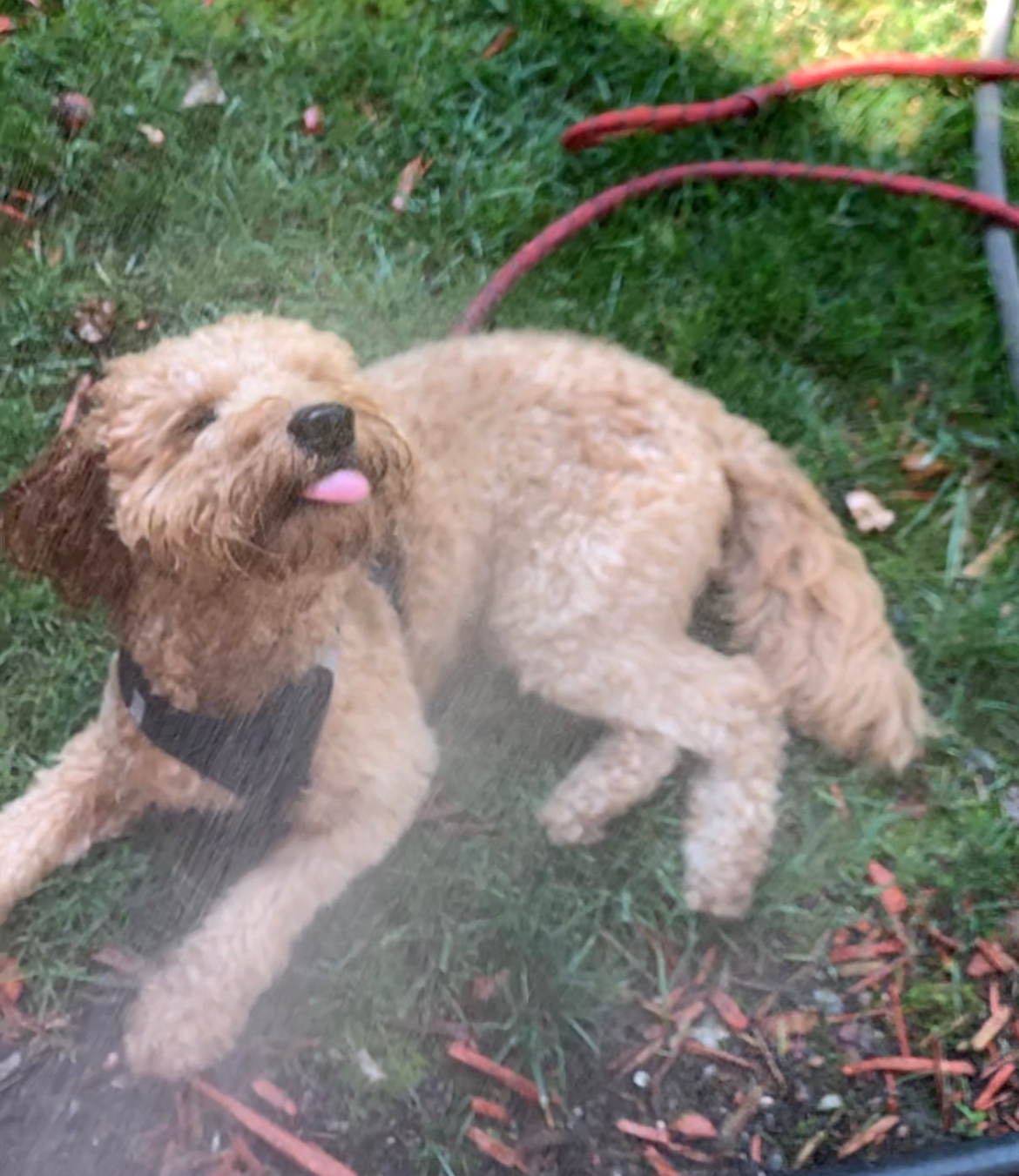 Best Mini Goldendoodle Baby