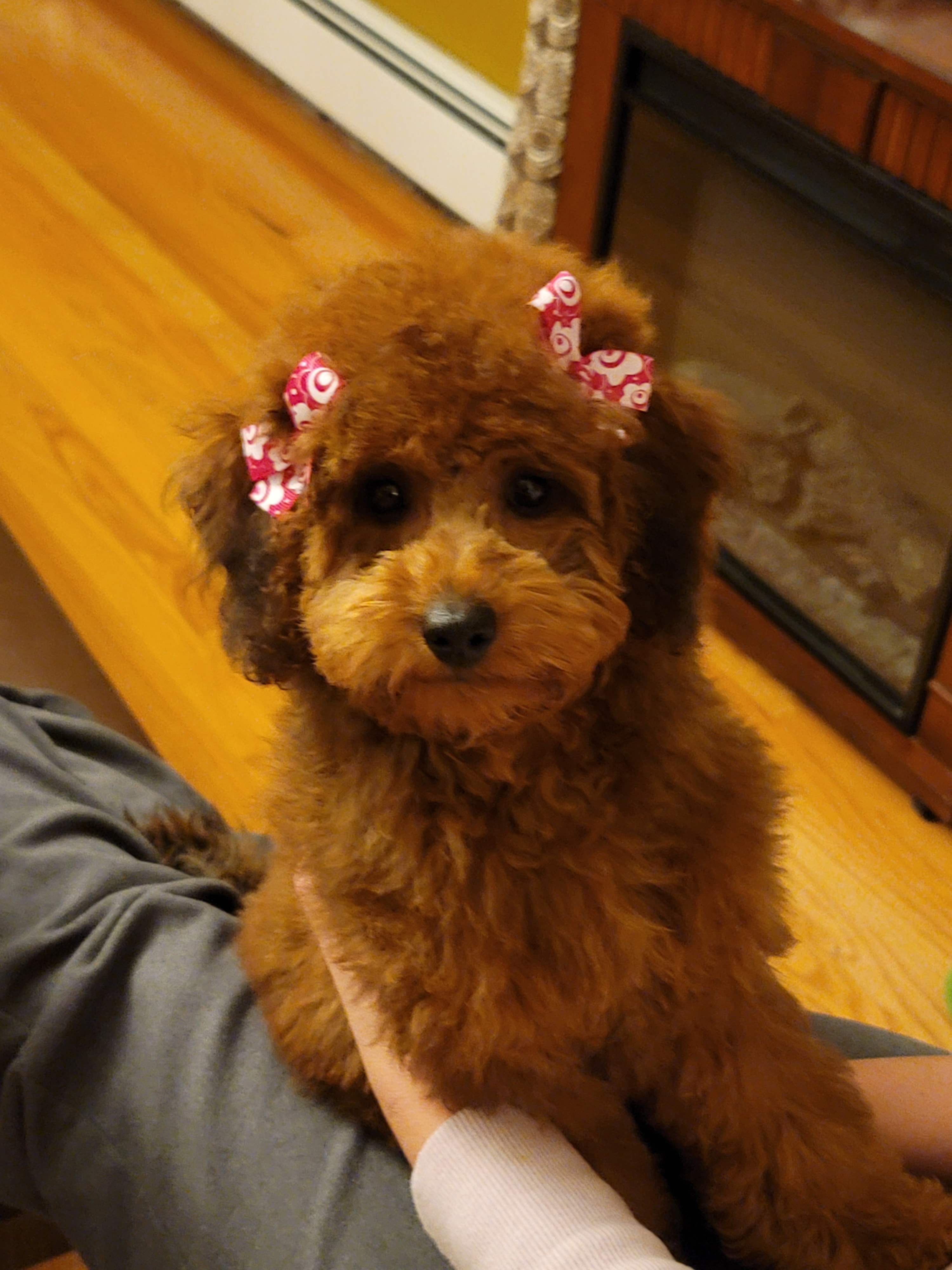 Friendly Mini Goldendoodle Baby