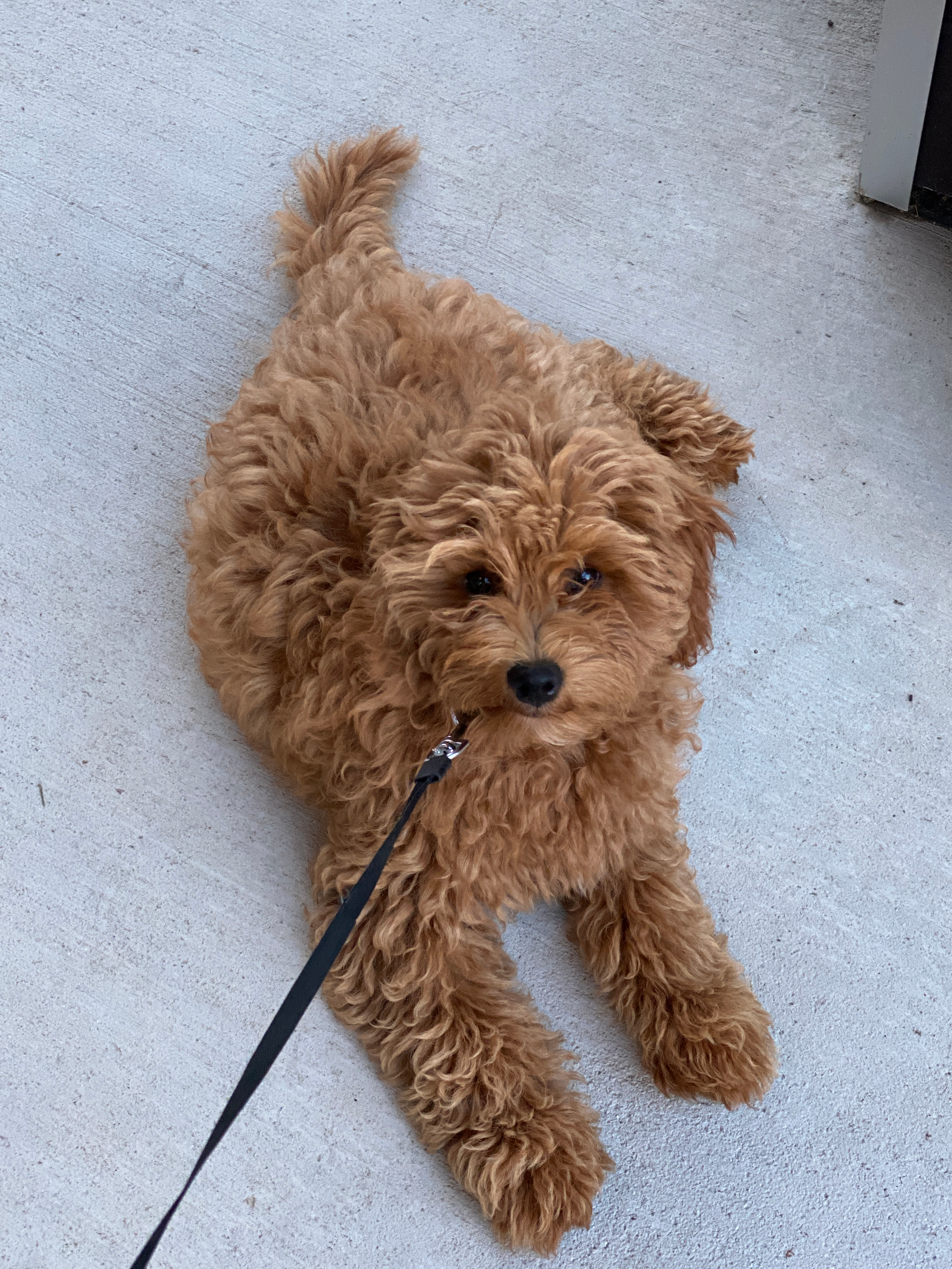 Sweet Mini Goldendoodle Baby